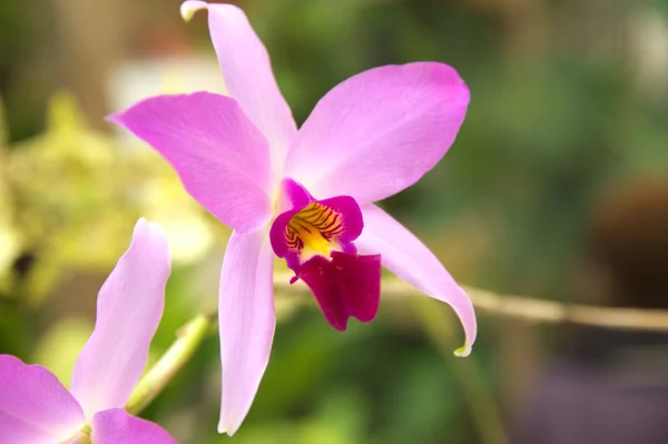 Leuchtend rosa Cattleya — Stockfoto