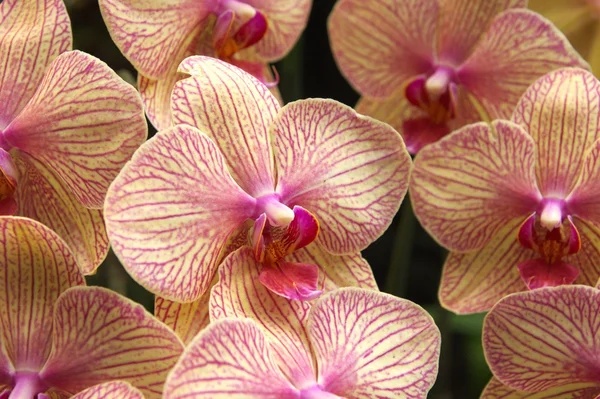 Růžové orchidej květiny — Stock fotografie