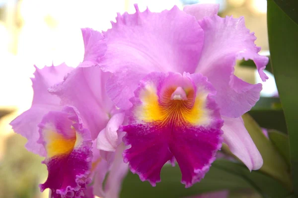 Vivid pink cattleya — Stock Photo, Image