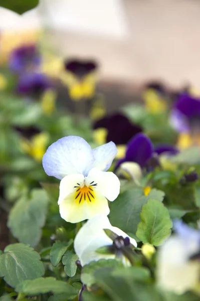 Viola blanca y amarilla — Foto de Stock