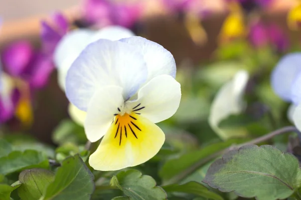 Viola blanca y amarilla — Foto de Stock