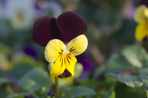 Viola amarela e roxa — Fotografia de Stock