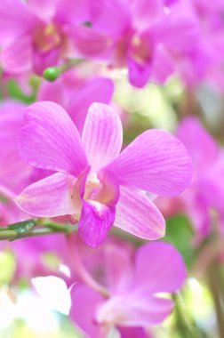 büyük pembe orkide çiçek