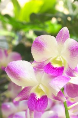 büyük pembe orkide çiçek