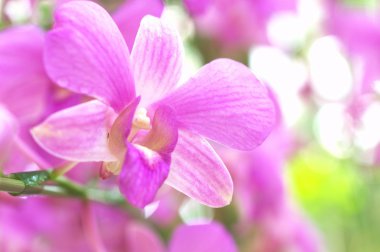 büyük pembe orkide çiçek