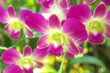 mor ve Yeşil orkide