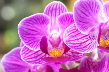 pembe orkide çiçekleri