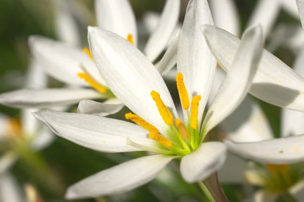 Witte zephyr lily — Stockfoto