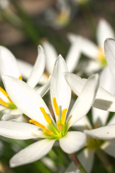 Biała lilia zephyr — Zdjęcie stockowe