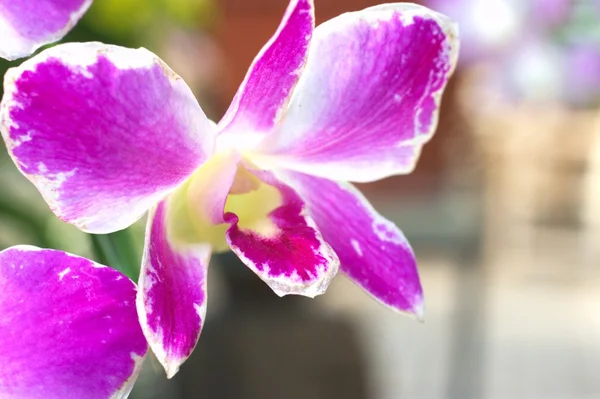 Velké růžové květy orchidejí — Stock fotografie