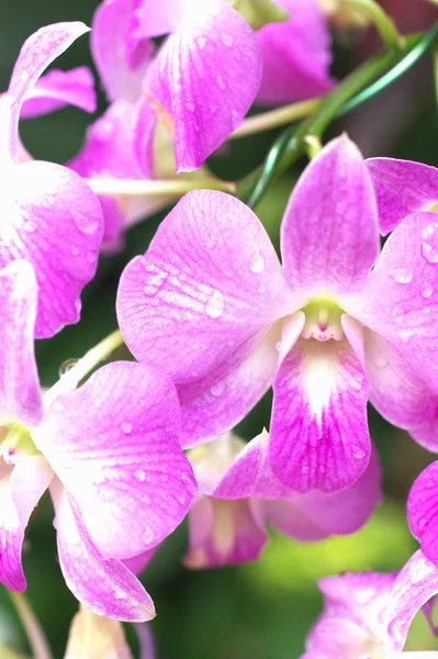 Grandi fiori di orchidea rosa — Foto Stock