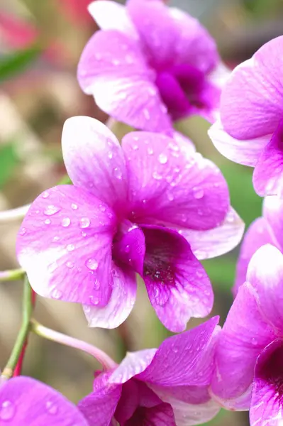 Große rosa Orchideenblüten — Stockfoto