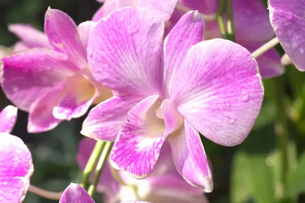 Grandes fleurs roses d'orchidée — Photo