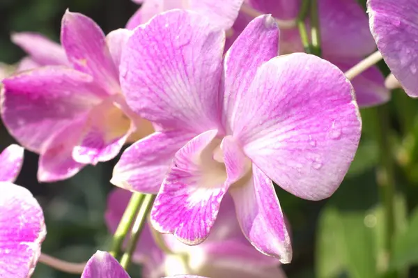 Grandi fiori di orchidea rosa — Foto Stock