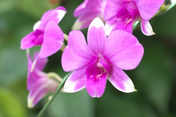 Grote roze orchideebloemen — Stockfoto