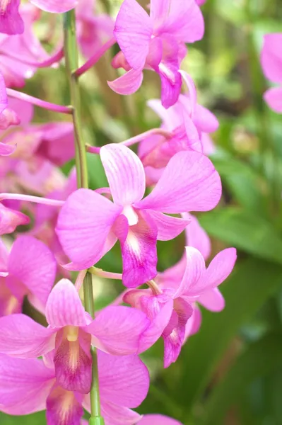 Grandi fiori di orchidea rosa — Foto Stock