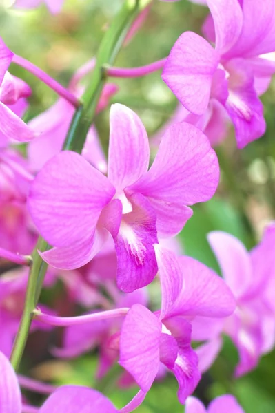 Velké růžové květy orchidejí — Stock fotografie