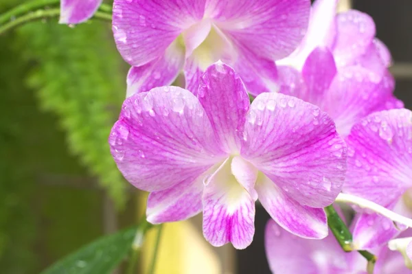 Velké růžové květy orchidejí — Stock fotografie