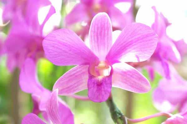 Velké růžové květy orchidejí — Stock fotografie