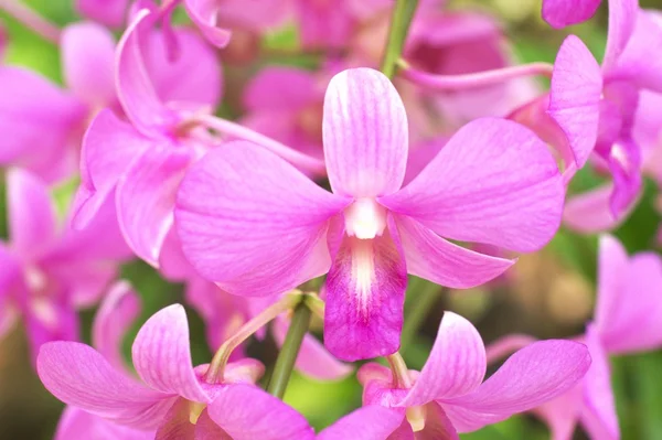 Grandes fleurs roses d'orchidée — Photo