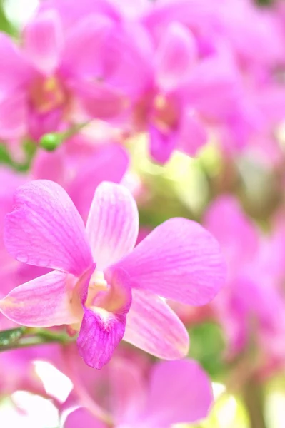 Grandes fleurs roses d'orchidée — Photo