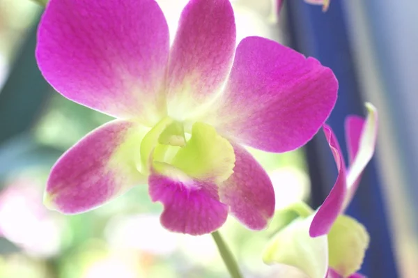 Flores de orquídeas roxas e brancas — Fotografia de Stock