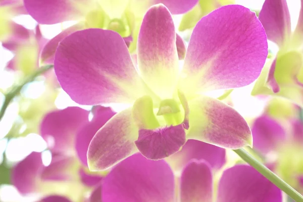 Fialové a bílé orchideje květiny — Stock fotografie