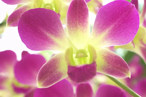 Flores de orquídeas roxas e brancas — Fotografia de Stock