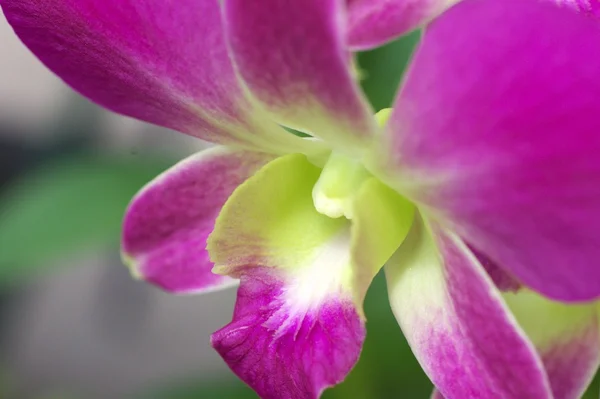 Purple and green orchid — Stock Photo, Image