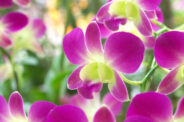 Violette und grüne Orchidee — Stockfoto