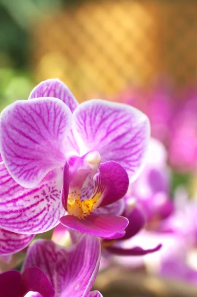 Pink orchid flowers — Stock Photo, Image