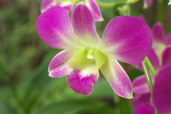 Violette und grüne Orchidee — Stockfoto