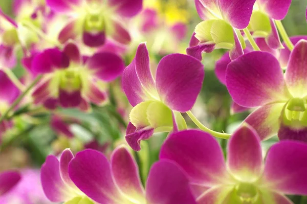 Orquídea roxa e verde — Fotografia de Stock