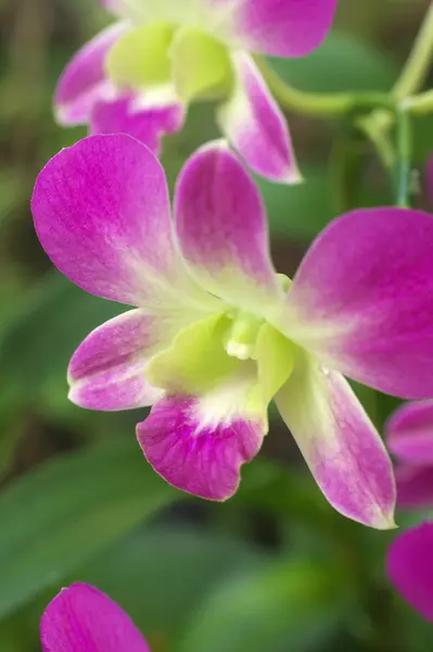 Фиолетовый и зеленый орхидеи — стоковое фото