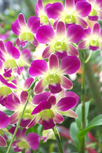 Orquídea roxa e verde — Fotografia de Stock