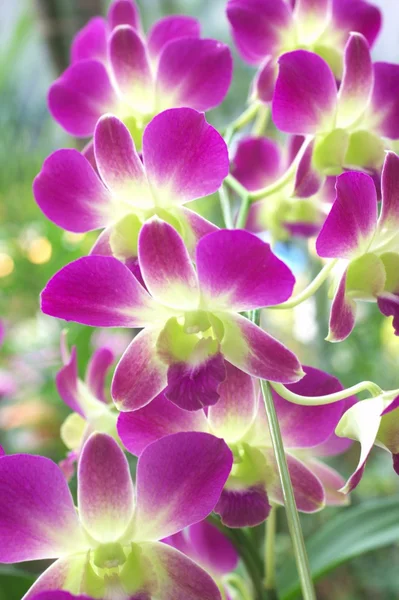 Violette und grüne Orchidee — Stockfoto