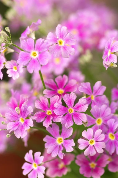 sevimli pembe çuha çiçeği