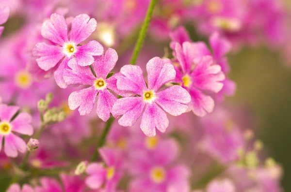 sevimli pembe çiçekler