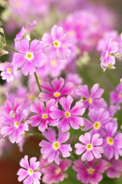 sevimli pembe çuha çiçeği