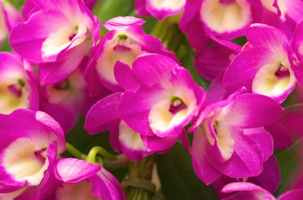 Dendrobium rosa vívido — Fotografia de Stock