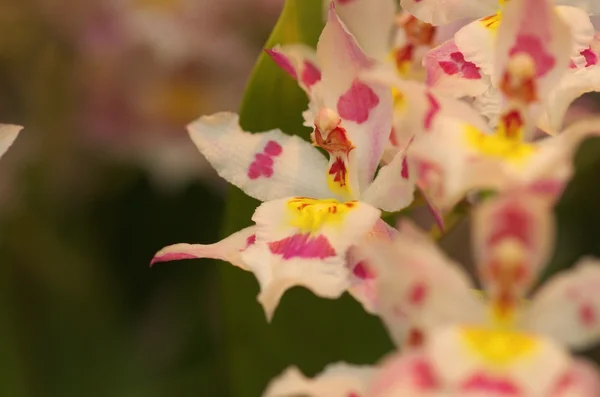 Buntes Dendrobium — Stockfoto