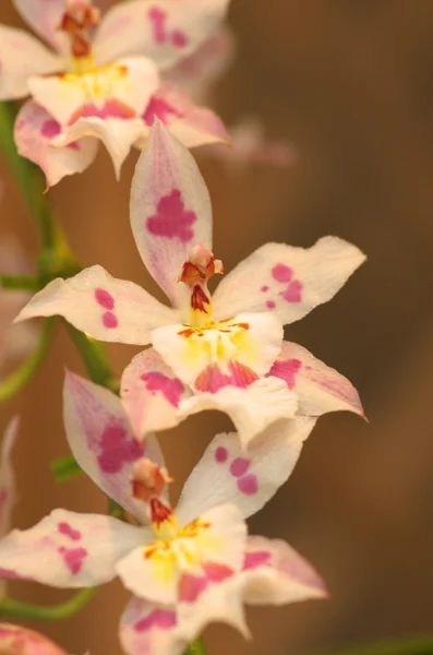 Dendrobium colorido — Foto de Stock