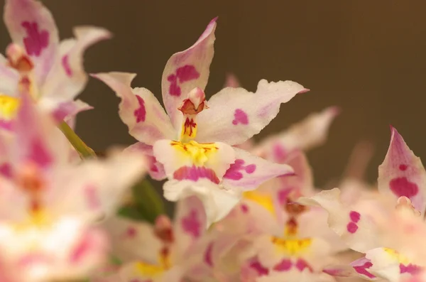 Kleurrijke dendrobium — Stockfoto