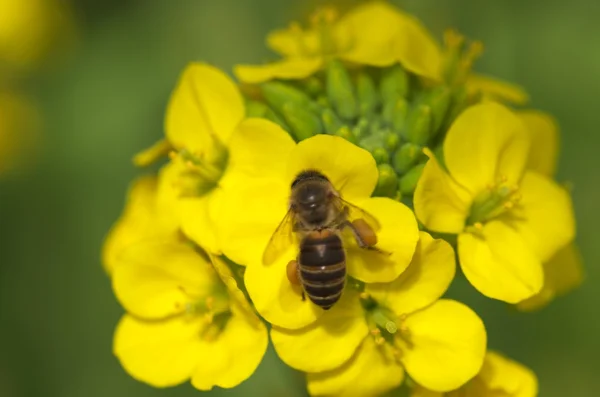 Sarı alan hardal arıya