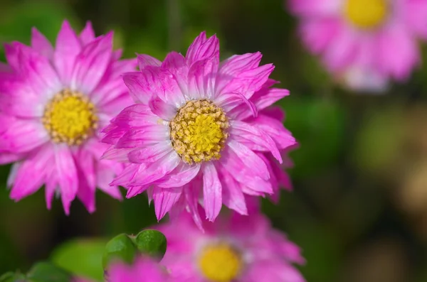 Süße rosa Blüten — Stockfoto