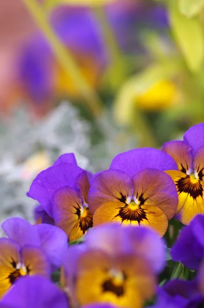 カラフルな紫と黄色のビオラ — ストック写真