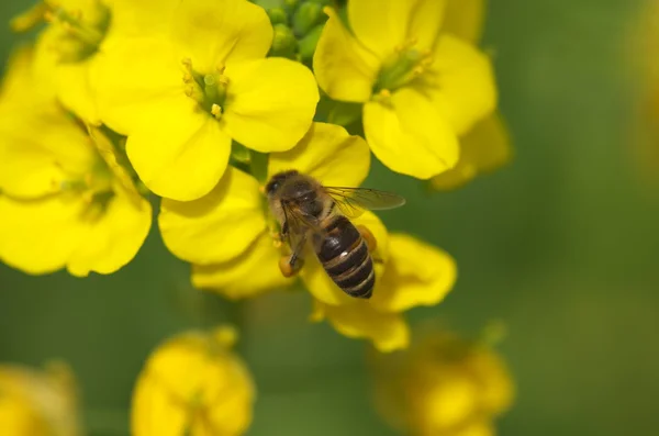 Bee on field mustard ストックフォト