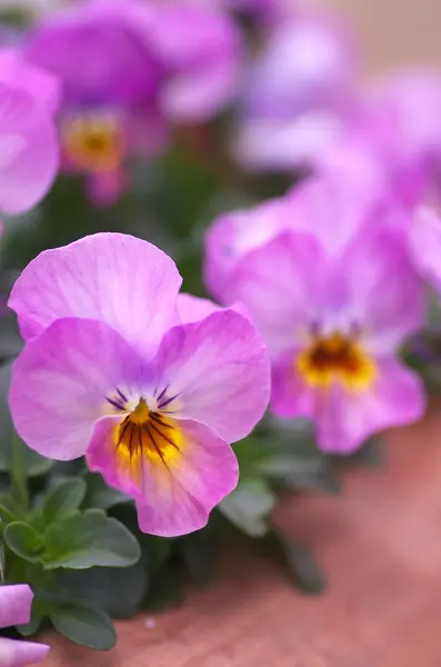 Färgstarka lila och gult viola — Stockfoto