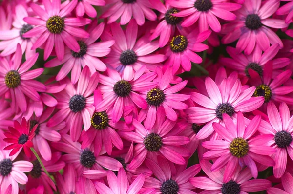 canlı pembe chrysanth