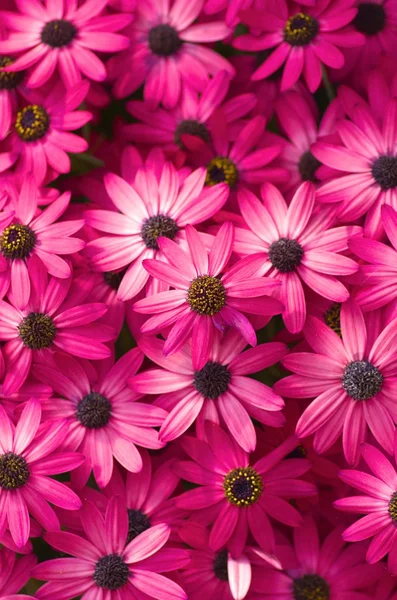 canlı pembe chrysanth